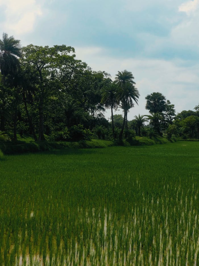 about-04 Scenic view of a green paddy field surrounded by palm trees under a cloudy sky.