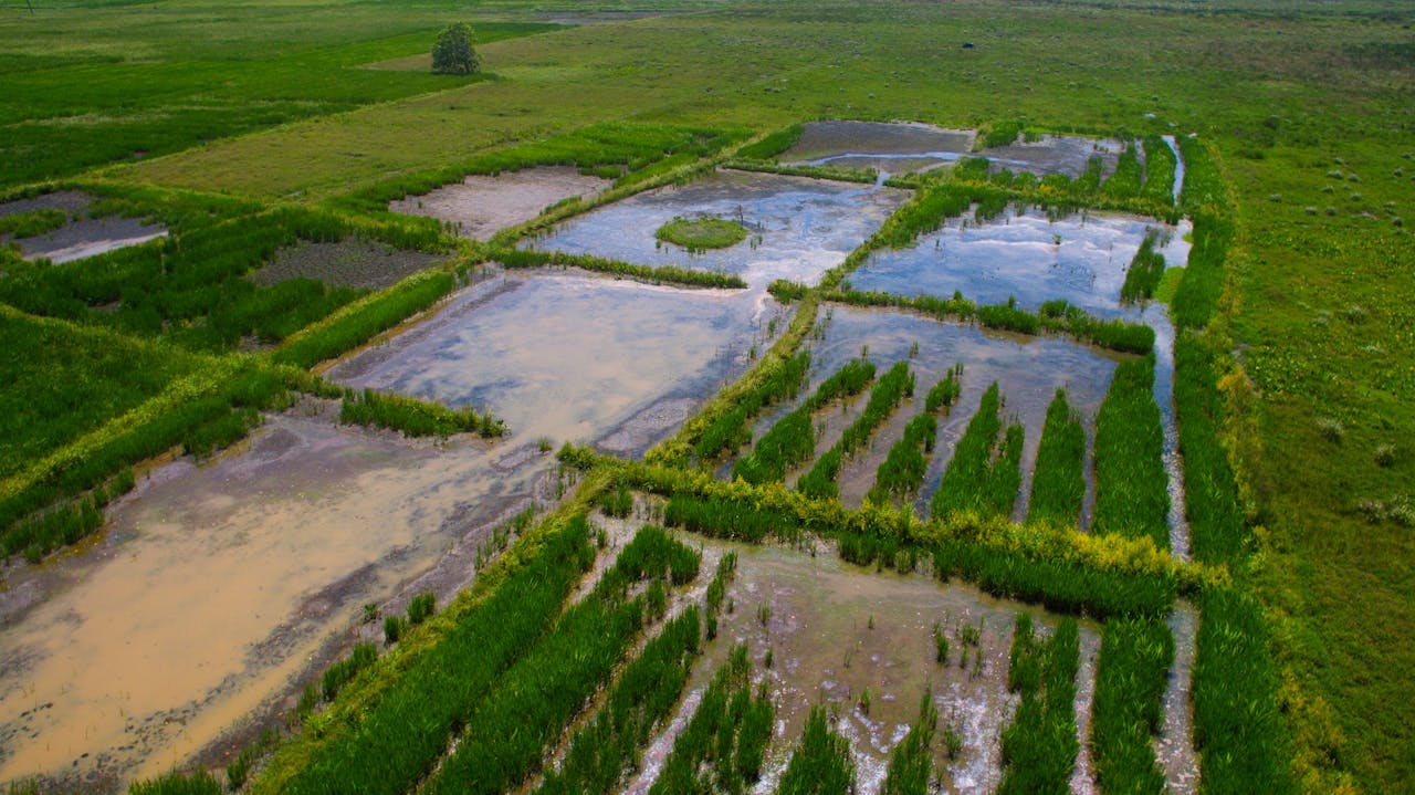 about-02 Aerial shot of vibrant green rice paddies reflecting on water in Galle, Sri Lanka.